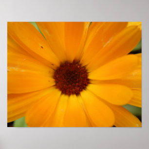 Oranje Regen Madeliefje Print