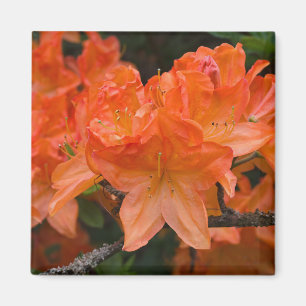 Oranje Rhododendron Flower Magnet Magneet