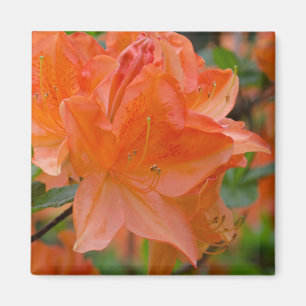 Oranje Rhododendron Lemonara Flowers Magnet Magneet