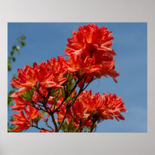 "Oranje Rhododendron" Poster