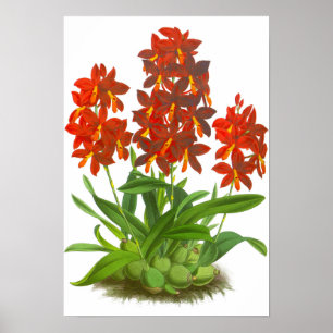  Oranje rode orchidee ventilator Poster