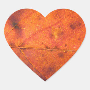 Oranje-rood herfstblad foto Stickers