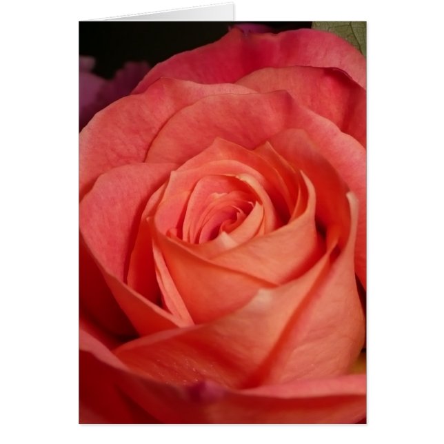 Oranje Roos (Voorkant)