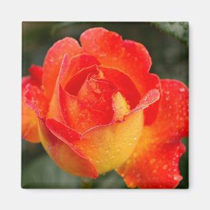 Oranje Roos Bloemen Magneet
