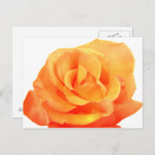 Oranje Roos Briefkaart (Voorkant / Achterkant)