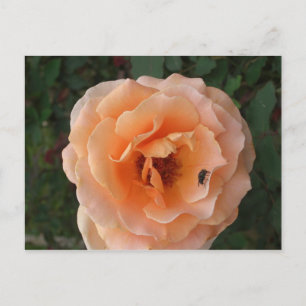 Oranje Roos Briefkaart