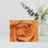 Oranje Roos Dewdruppels Briefkaart (Staand voorkant)