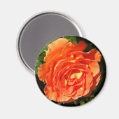 Oranje Roos I  Floral Magneet (Voorkant / Achterkant)
