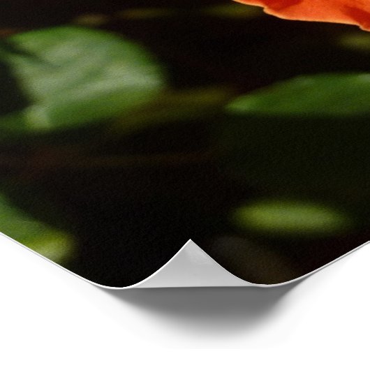 Oranje Roos I Floral Poster (Hoek)