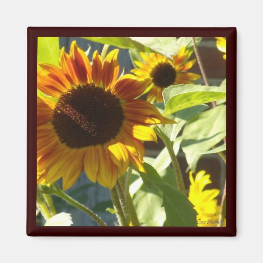 Oranje Roos Zonnebloem Magneet (Voorkant)