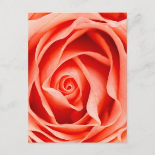 Oranje rozen bloem briefkaart