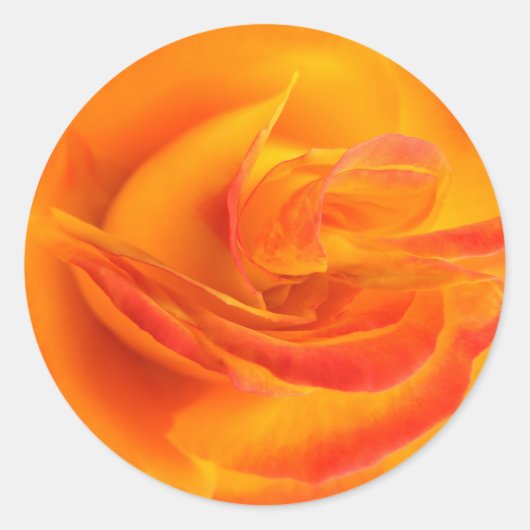 Oranje Rozen Stickers (Voorkant)
