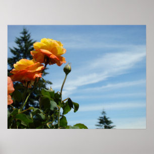 Oranje Rozen Tuin Fijne Kunstprint Blauwe Lucht Poster