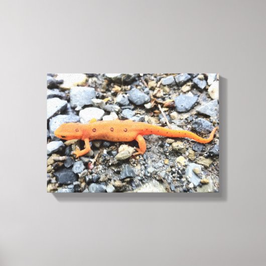 Oranje Salamander Canvas Afdruk (Voorkant)