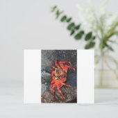 Oranje Sally Lightfoot Crab Galapagos Eilanden Briefkaart (Staand voorkant)