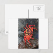 Oranje Sally Lightfoot Crab Galapagos Eilanden Briefkaart (Voorkant / Achterkant)
