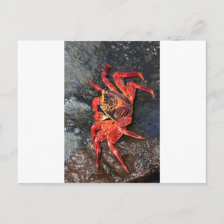 Oranje Sally Lightfoot Crab Galapagos Eilanden Briefkaart