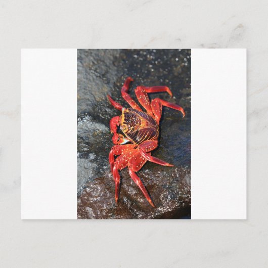 Oranje Sally Lightfoot Crab Galapagos Eilanden Briefkaart (Voorkant)