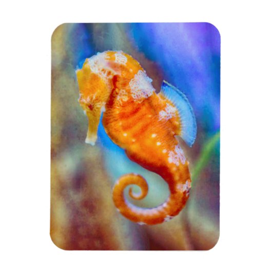 Oranje Seahorse delight Magneet (Verticaal)