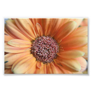 Oranje Sherbet Daisy Foto Afdruk