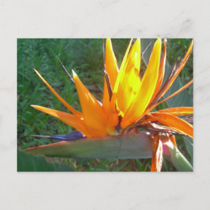 Oranje Strelitzia Flower DIY Briefkaart