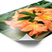 Oranje Struik Lily Flower of Natal Lily Foto Afdruk (Hoek)
