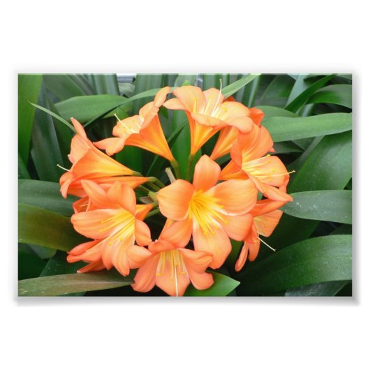 Oranje Struik Lily Flower of Natal Lily Foto Afdruk (Voorkant)