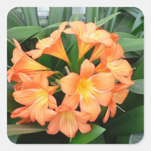 Oranje Struik Lily Flower of Natal Lily Vierkante Sticker