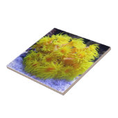 Oranje Sun Coral Tegeltje (Zijkant)