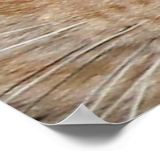 Oranje Tabby Cat Eyes Poster (Hoek)