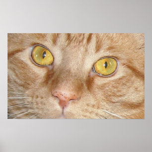 Oranje Tabby Cat Eyes Poster