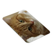 Oranje Tabby Cat Flexible Magnet Magneet (Rechterzijde)