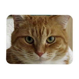 Oranje Tabby Cat Flexible Magnet Magneet