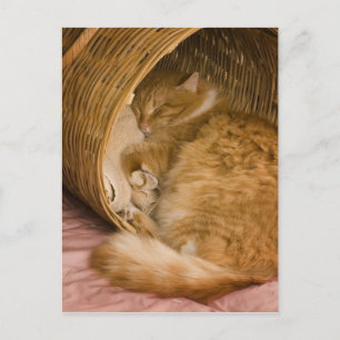 Oranje tabby die slaapt in de wasmand briefkaart