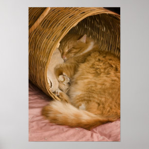 Oranje tabby die slaapt in de wasmand poster