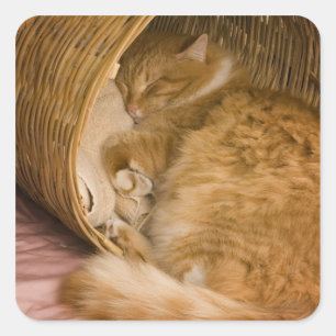 Oranje tabby die slaapt in de wasmand vierkante sticker