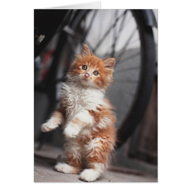 Oranje Tabby Kitten (Voorkant)