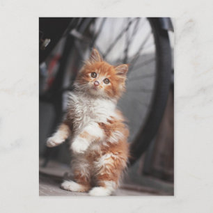 Oranje Tabby Kitten Briefkaart