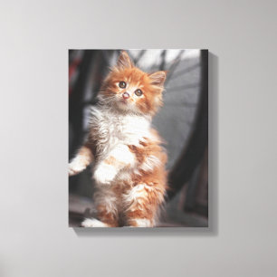 Oranje Tabby Kitten Canvas Afdruk