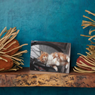 Oranje Tabby Kitten Fotoplaat