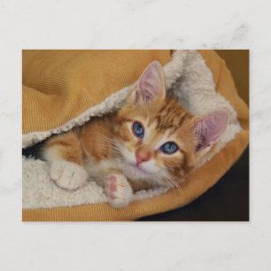 Oranje Tabby Kitten in bed Briefkaart