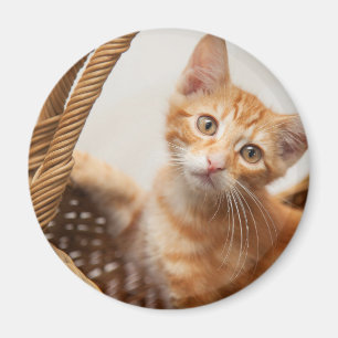Oranje Tabby Kitten Magneet