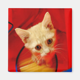 Oranje Tabby Kitten Magnet Magneet