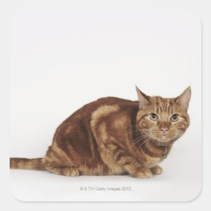 Oranje Tabbykat Vierkante Sticker