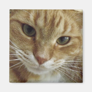 Oranje tablet Cat Magnet Magneet