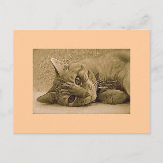 Oranje tablet Cat Post Card Briefkaart (Voorkant)