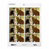 Oranje tablet Cat/zwart/wit Etiket (Full Sheet)