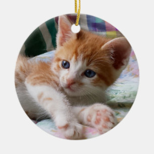 Oranje tablet en White Kitten Ornament