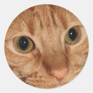 Oranje tablet Kat Profiel Face Sluiten Ronde Sticker