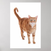 Oranje tablet poster (Voorkant)